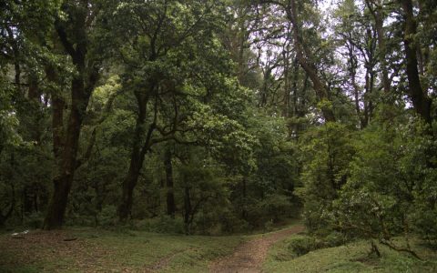Спасатели и волонтёры рассказали, как не заблудиться в лесах Крыма